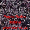 Bazalka pravá vonná Purple Ruffes