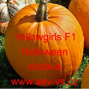 Tykev velkoplodá hybridní Yellowgirls F1 Halloween