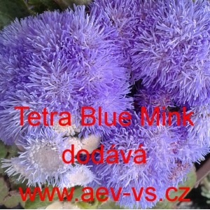 Nestařec americký, agerát mexický Tetra Blue Mink