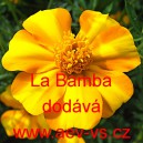 Aksamitník rozkladitý La Bamba
