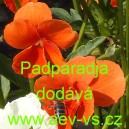 Maceška zahradní Padparadja