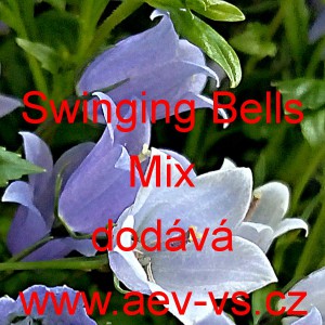 Zvonek lžičníkolistý (maličký) Swinging Bells Mix