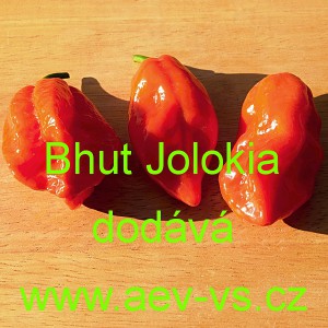 Paprika pálivá čilí Bhut  Jolokia