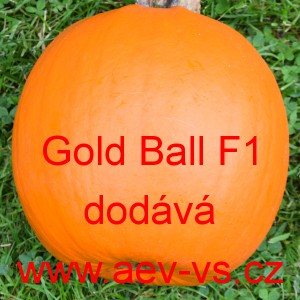 Tykev obecná cuketa hybridní kulatá Gold Ball F1