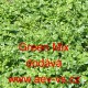 Salát listový dubáček Green Mix