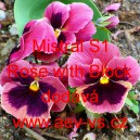 Maceška zahradní Mistral S1 Rose with Block